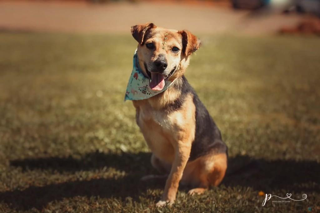Tobias, cachorro de porte pequeno para adoção em Vacaria - RS