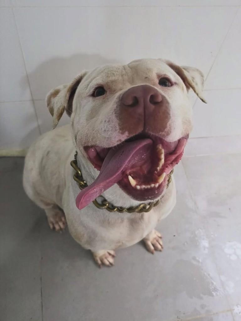 Jack, cachorro de porte grande para adoção em Rio de Janeiro - RJ