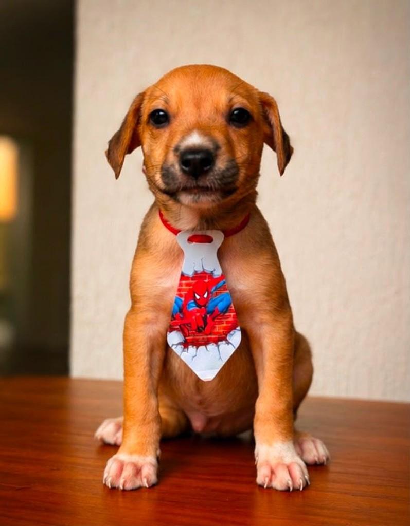 Ted, cachorro de porte pequeno para adoção em Rio de Janeiro - RJ