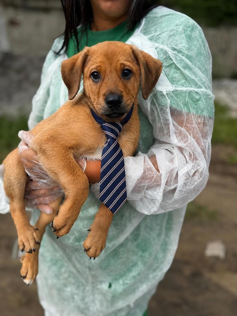 Paqueta, cachorro de porte pequeno para adoção em Rio de Janeiro - RJ