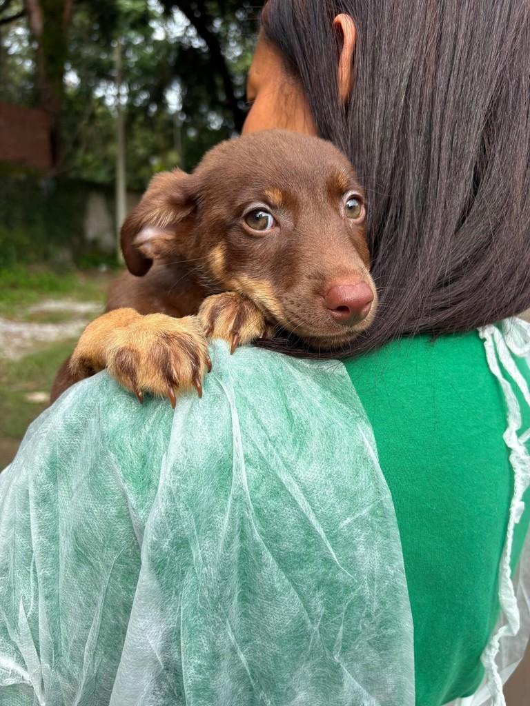 Lorena, cachorro de porte pequeno para adoção em Rio de Janeiro - RJ