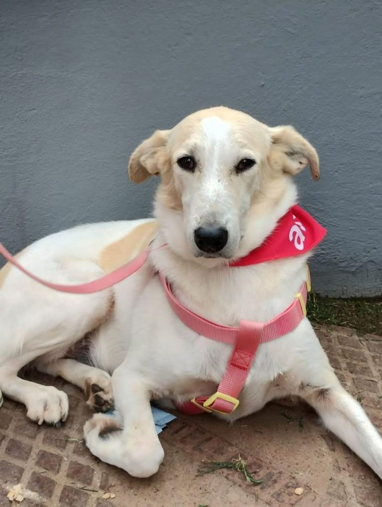 Darth, cachorro de porte médio para adoção em Rio de Janeiro - RJ
