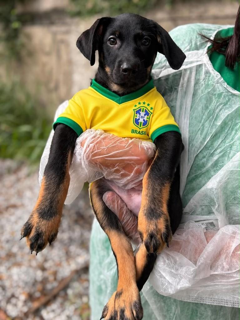Endrick, cachorro de porte pequeno para adoção em Rio de Janeiro - RJ