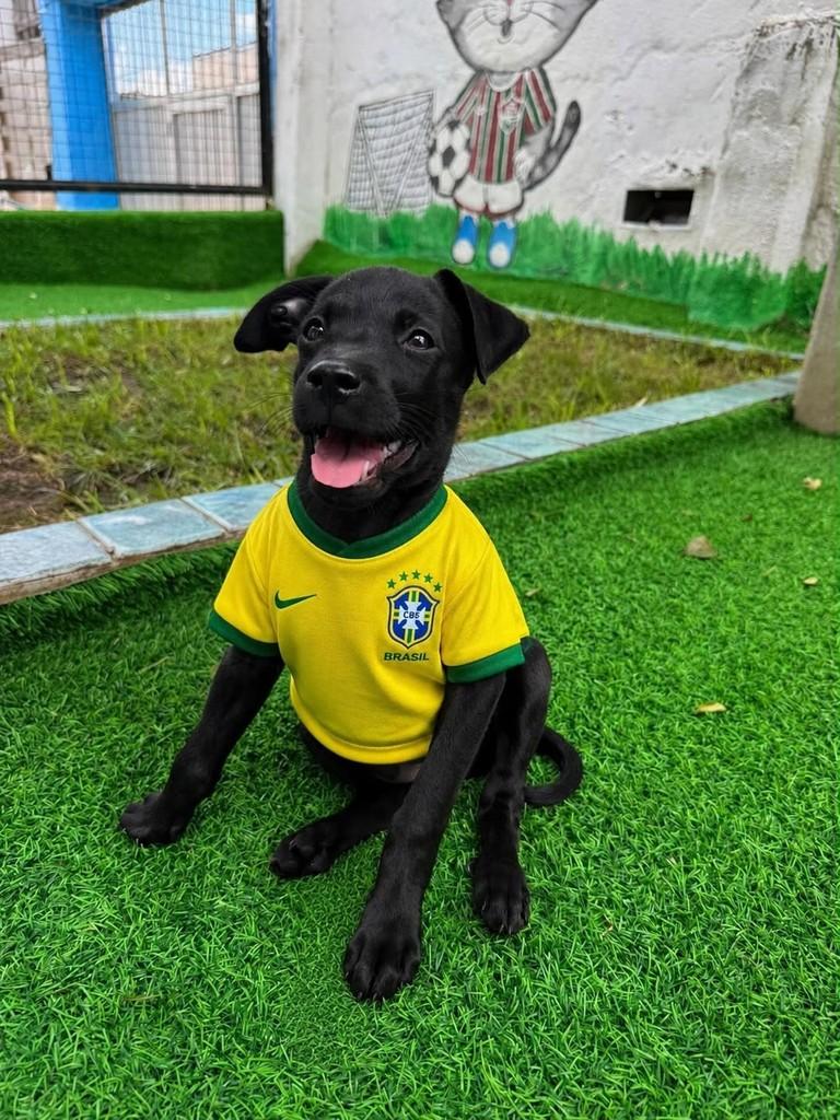 Rafaelo, cachorro de porte médio para adoção em Rio de Janeiro - RJ