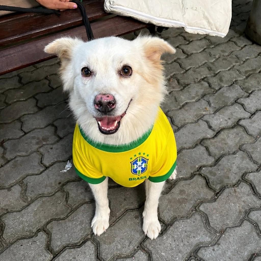 Apolo, cachorro de porte médio para adoção em Rio de Janeiro - RJ