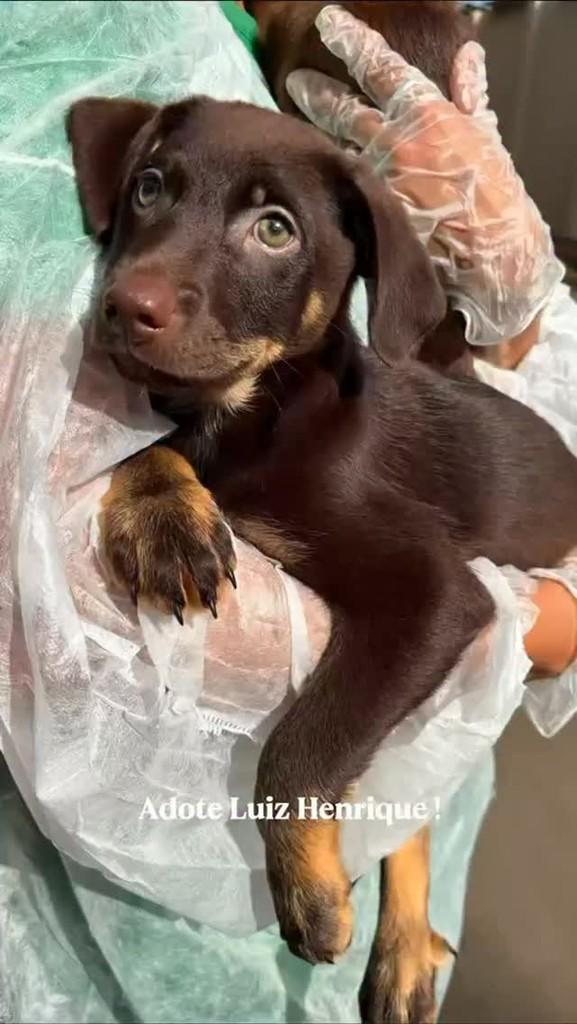 Luís Henrique, cachorro para adoção em Rio de Janeiro - RJ