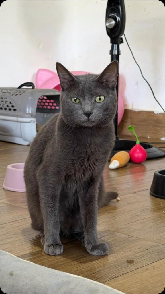 Mingau, gato de porte pequeno para adoção em Rio de Janeiro - RJ