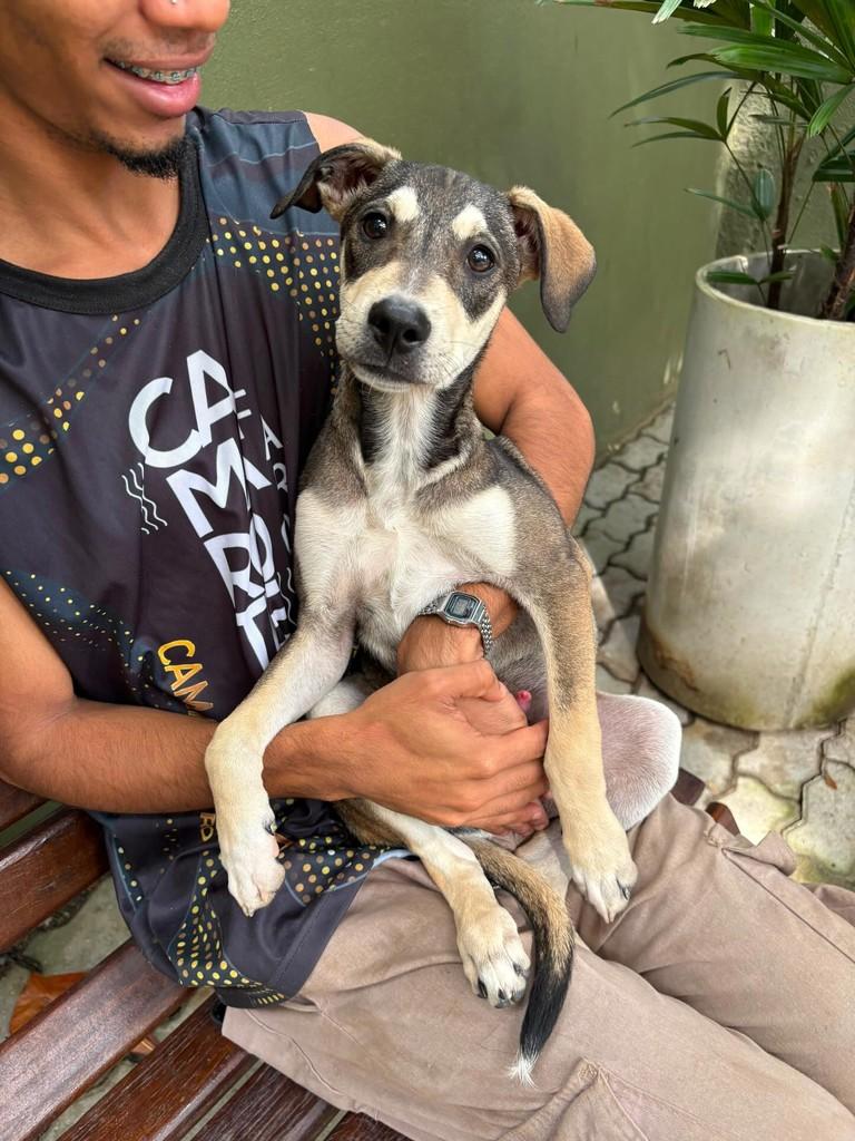 Dudu, cachorro de porte pequeno para adoção em Rio de Janeiro - RJ