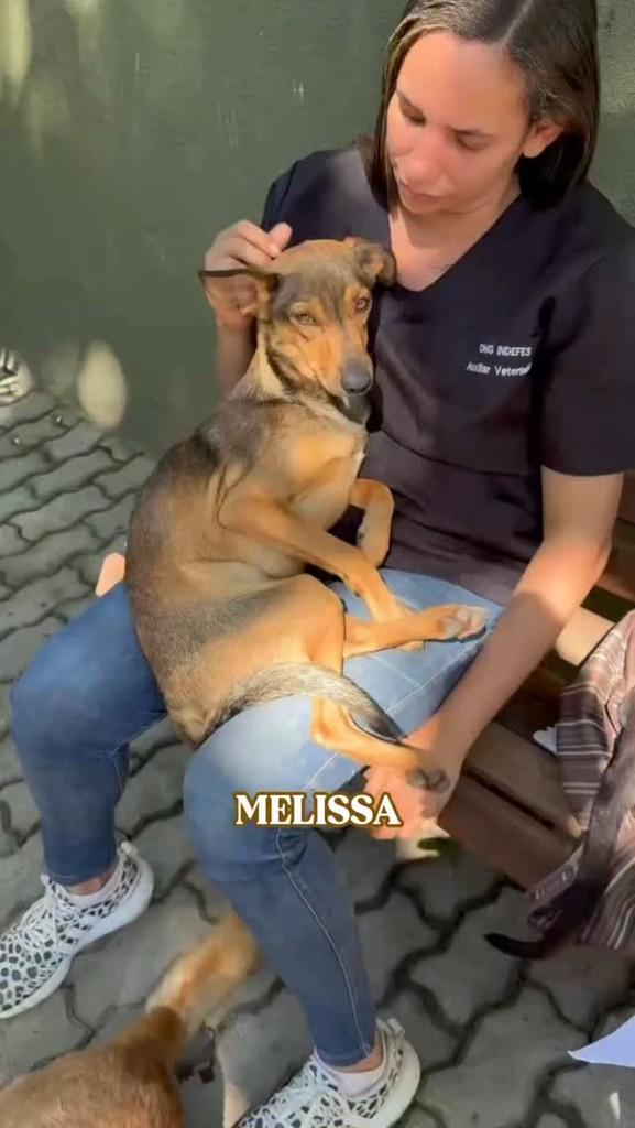 Melissa, cadela de porte médio para adoção em Rio de Janeiro - RJ