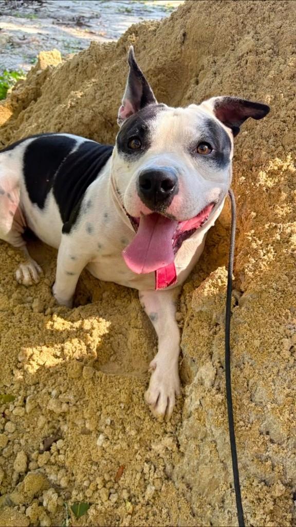 Pirata, cachorro de porte médio para adoção em Rio de Janeiro - RJ