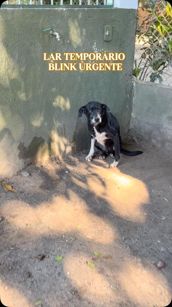 Blink, cachorro de porte pequeno para adoção em Rio de Janeiro - RJ