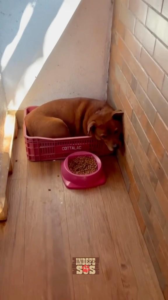 Cacau, cachorro de porte pequeno para adoção em Rio de Janeiro - RJ