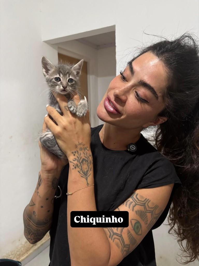 Chiquinho, gato de porte pequeno para adoção em Rio de Janeiro - RJ