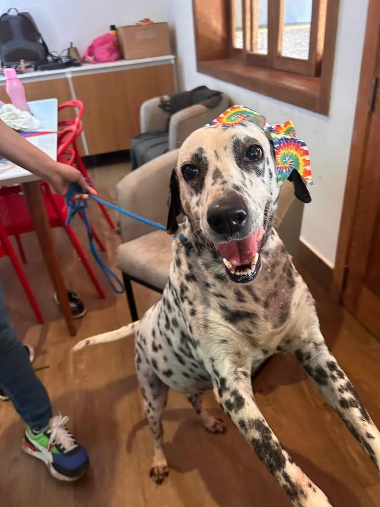 Floquinha, cachorro de porte médio para adoção em Rio de Janeiro - RJ