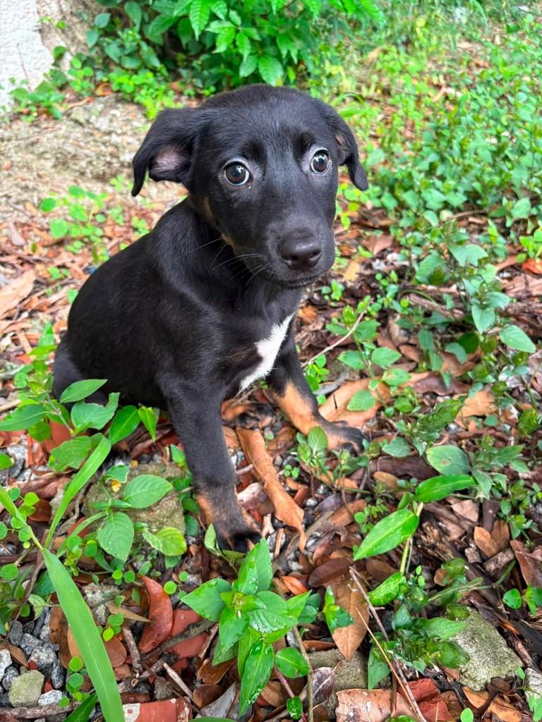 Marta, cachorro de porte pequeno para adoção em Rio de Janeiro - RJ