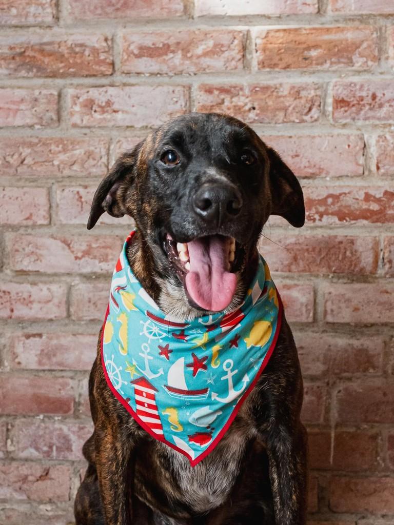 Tigrinho, cachorro de porte médio para adoção em Rio de Janeiro - RJ