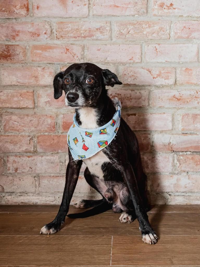 Tito, cachorro de porte pequeno para adoção em Rio de Janeiro - RJ