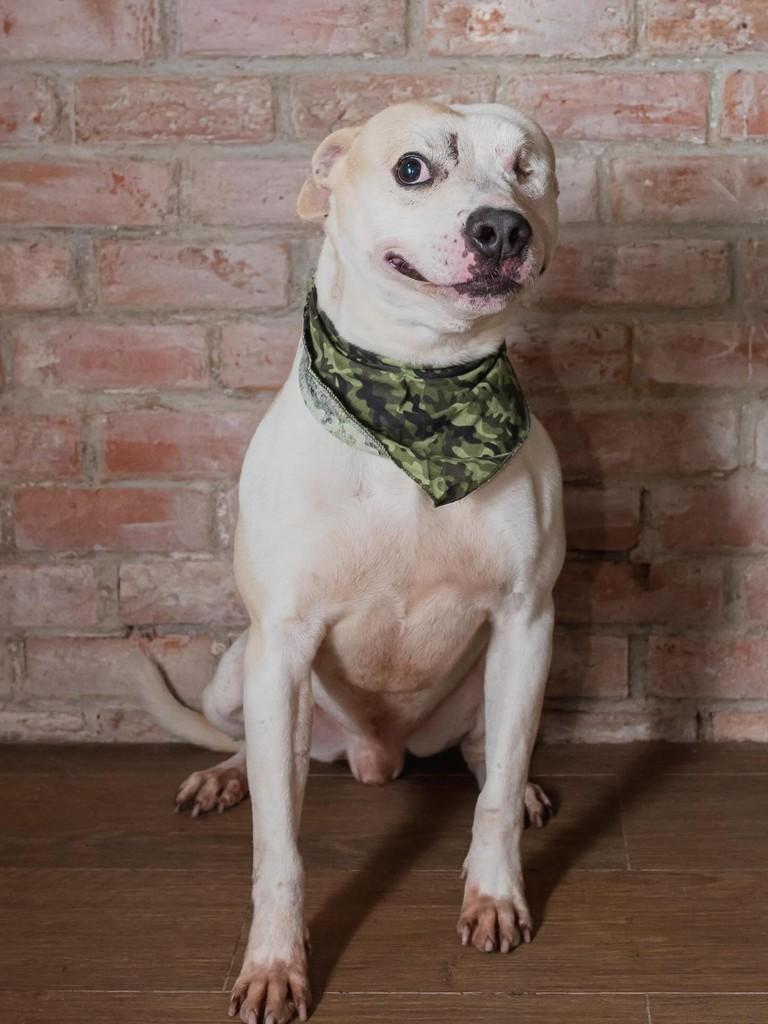 Klaus, cachorro de porte médio para adoção em Rio de Janeiro - RJ