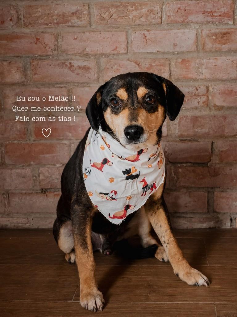 Melão, cachorro de porte pequeno para adoção em Rio de Janeiro - RJ