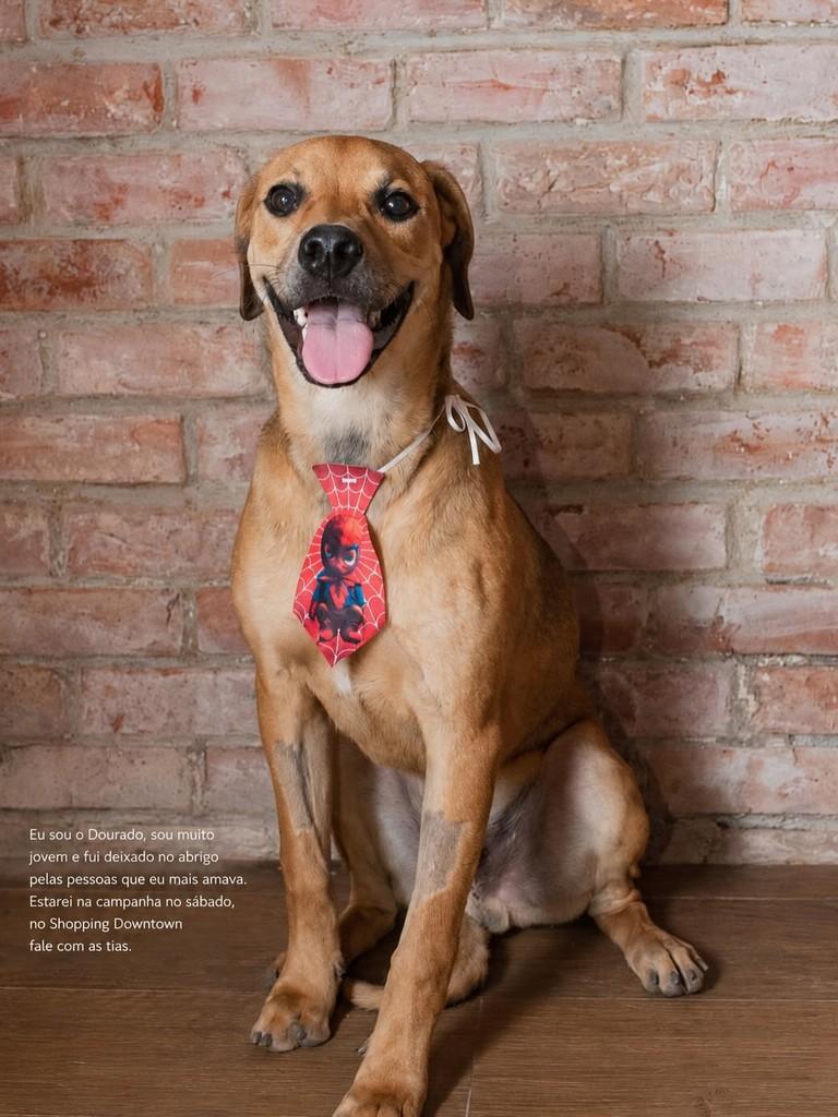 Dourado, cachorro de porte médio para adoção em Rio de Janeiro - RJ