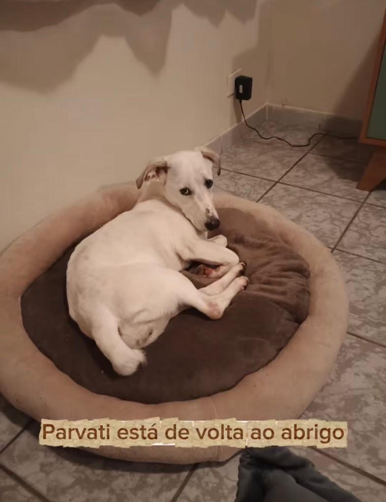 Parvati, cachorro de porte pequeno para adoção em Rio de Janeiro - RJ