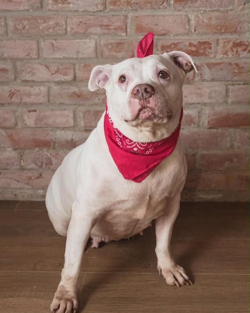 Rose, cachorro de porte médio para adoção em Rio de Janeiro - RJ