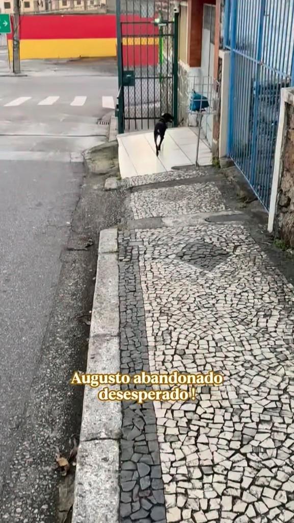 Augusto, cachorro de porte pequeno para adoção em Rio de Janeiro - RJ