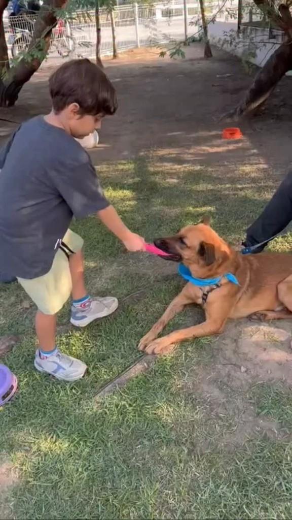 Sonho, cachorro de porte médio para adoção em Rio de Janeiro - RJ