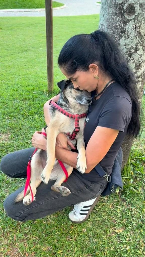 Elton, cachorro de porte médio para adoção em Rio de Janeiro - RJ