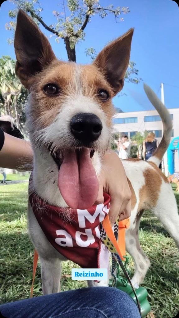 Reizinho, cachorro de porte pequeno para adoção em Rio de Janeiro - RJ
