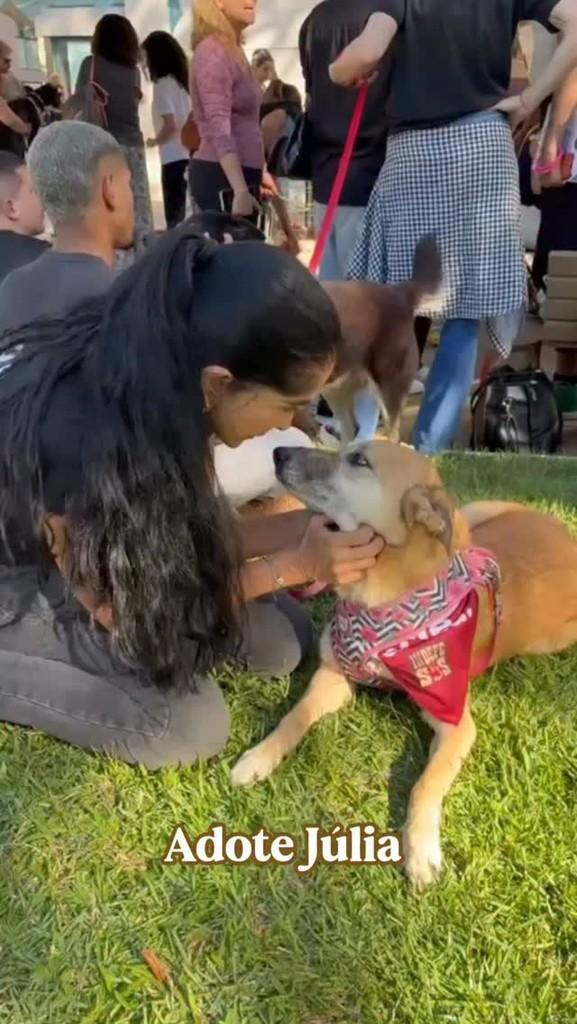 Julia, cachorro de porte médio para adoção em Rio de Janeiro - RJ