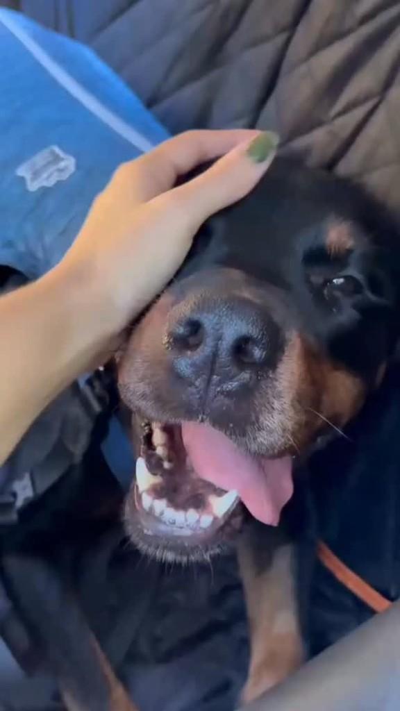 Peppa, cachorro de porte grande para adoção em Rio de Janeiro - RJ
