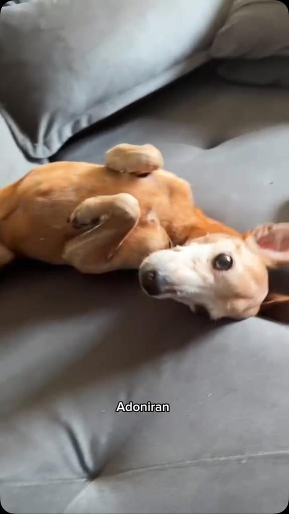Adoniran, cachorro de porte pequeno para adoção em Rio de Janeiro - RJ