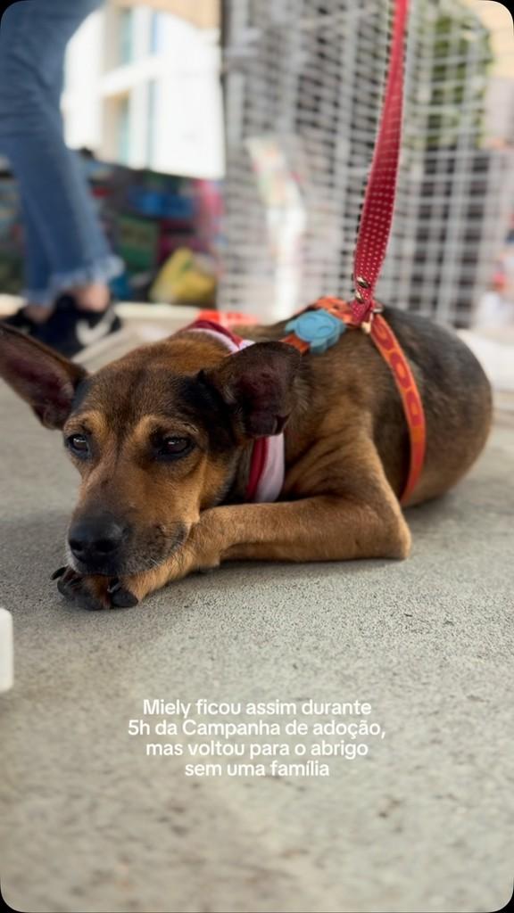 Miely, cachorro de porte pequeno para adoção em Rio de Janeiro - RJ