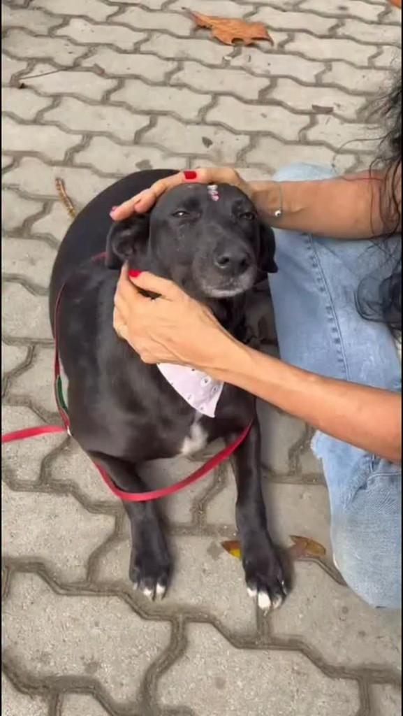 Mãezinha, cadela de porte médio para adoção em Rio de Janeiro - RJ