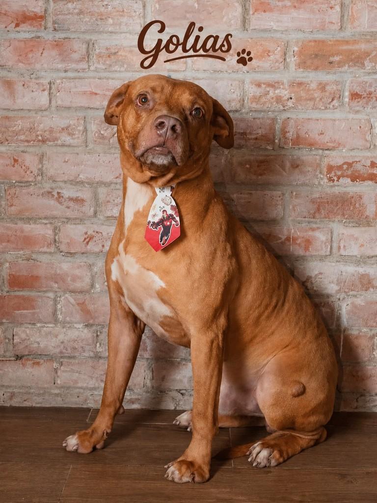 Golias, cachorro de porte médio para adoção em Rio de Janeiro - RJ