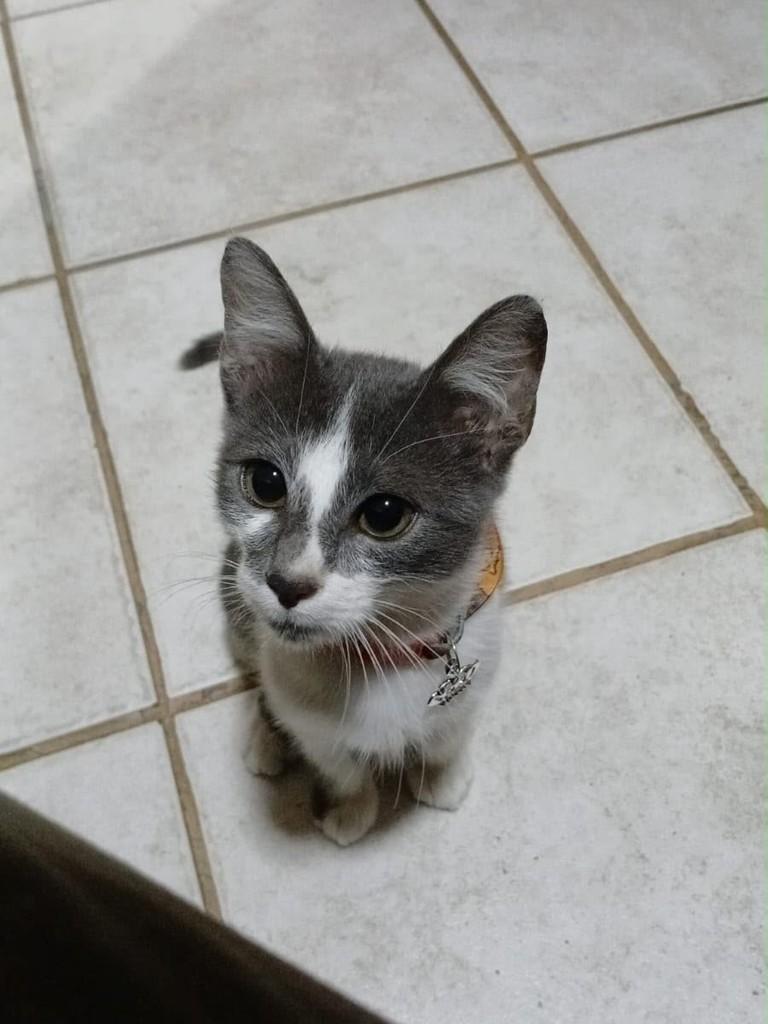 Ozzy, gato de porte pequeno para adoção em Rio de Janeiro - RJ