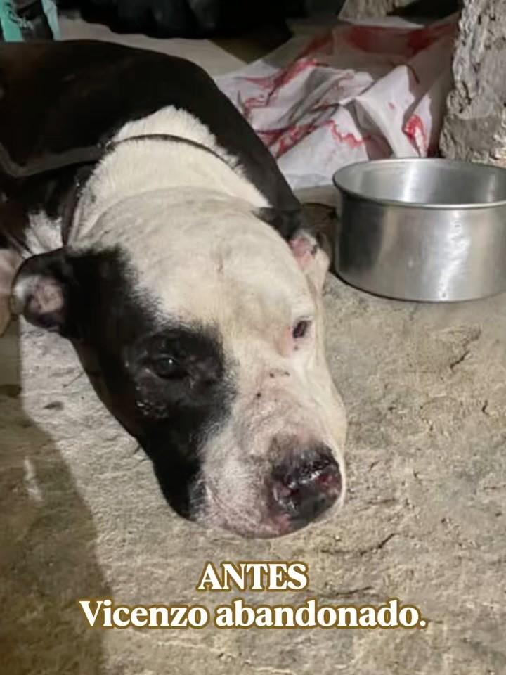 Vicenzo, cachorro de porte grande para adoção em Rio de Janeiro - RJ