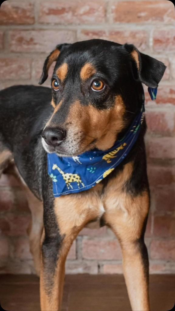 Splike, cachorro de porte médio para adoção em Rio de Janeiro - RJ