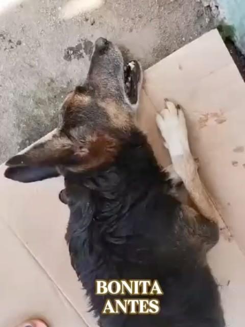 Bonita, cadela de porte médio para adoção em Rio de Janeiro - RJ