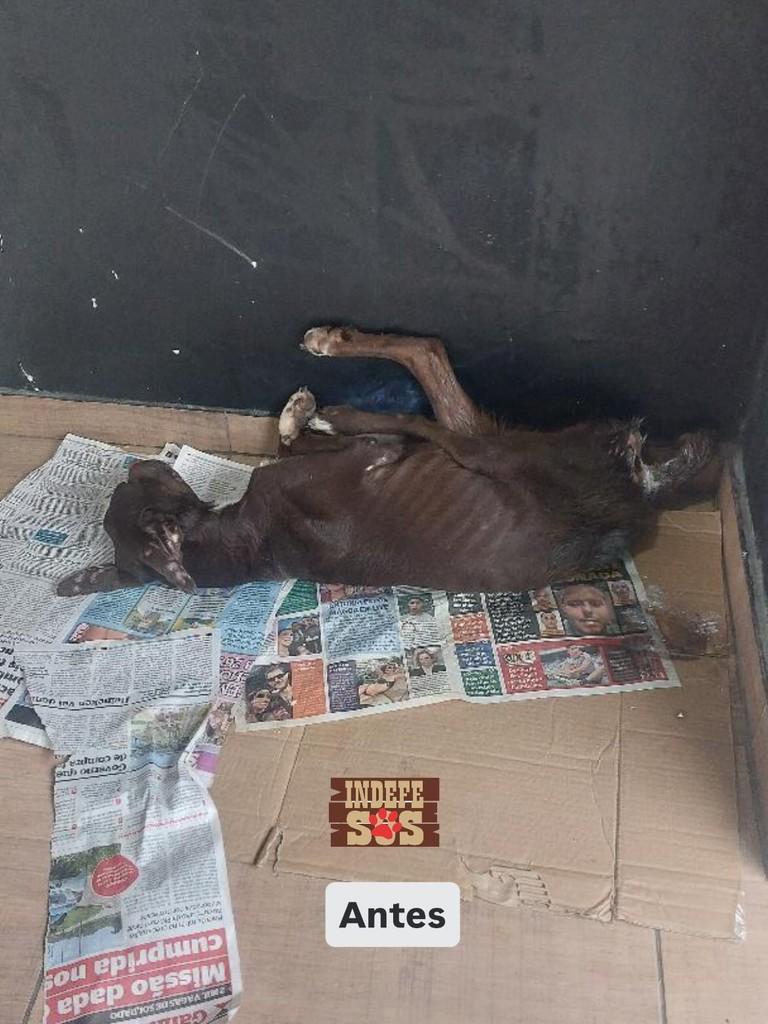 Chockito, cachorro de porte médio para adoção em Rio de Janeiro - RJ