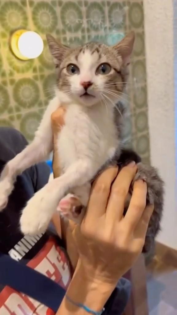 Canelinha, gata de porte pequeno para adoção em Canelinha - SC