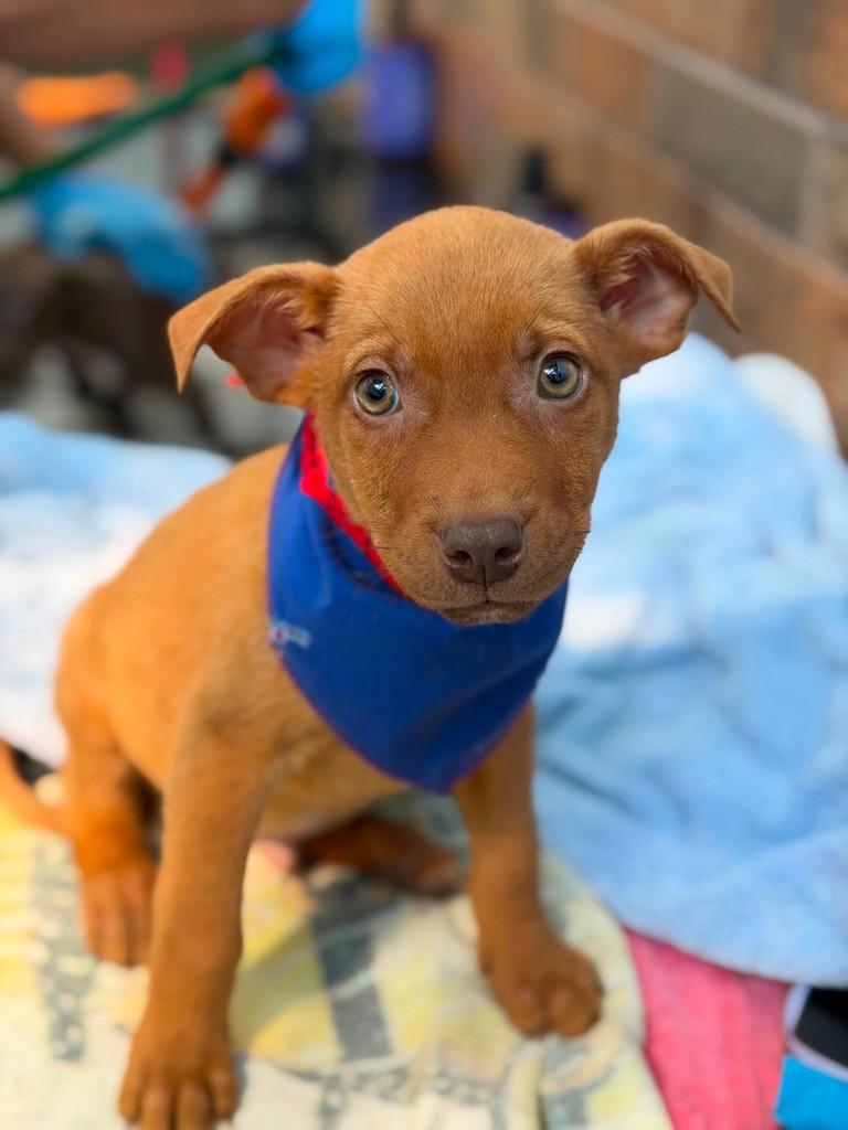 Marshall, cachorro de porte médio para adoção em Rio de Janeiro - RJ