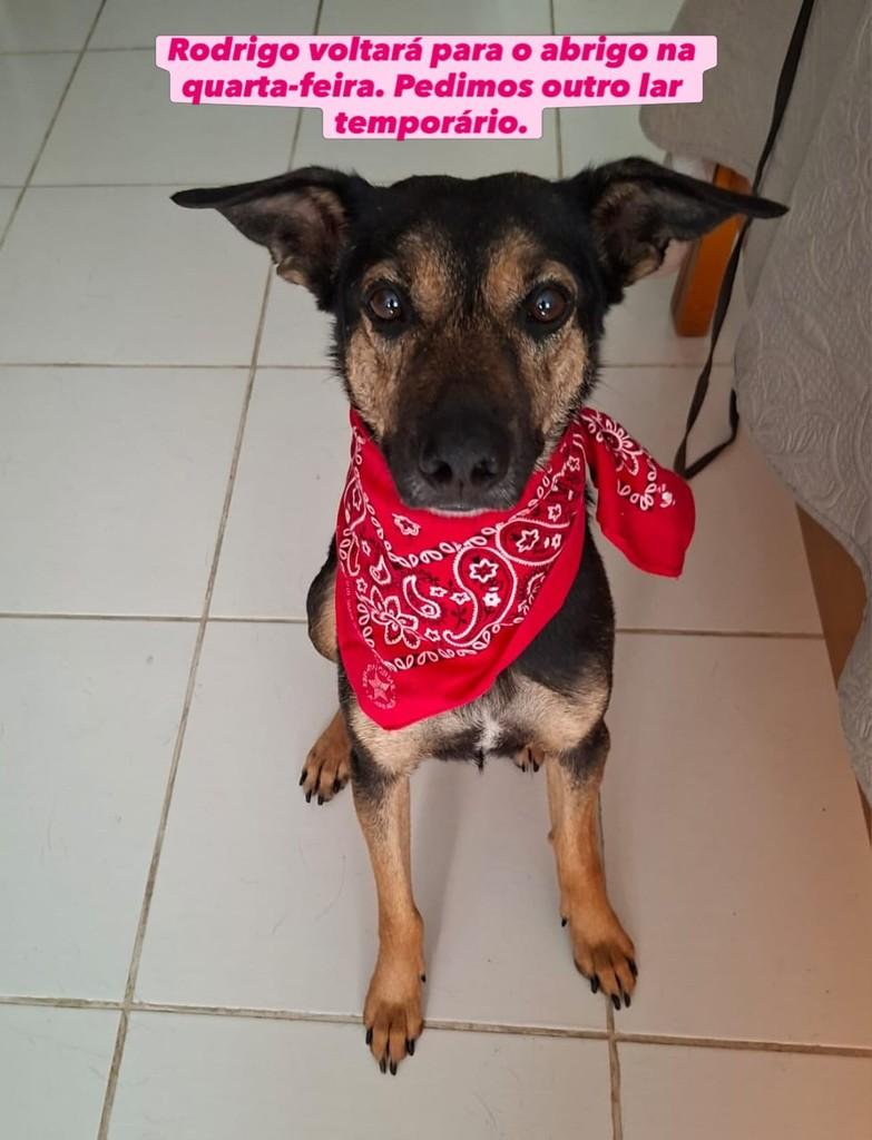 Rodrigo, cachorro de porte médio para adoção em Rio de Janeiro - RJ