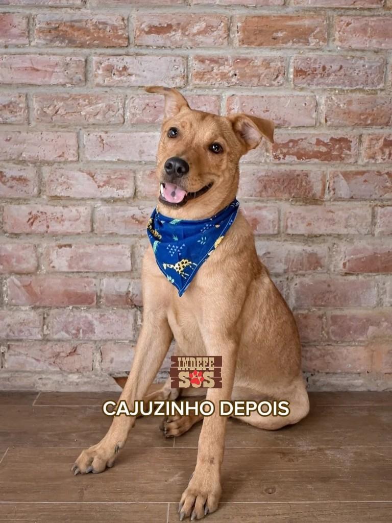 Cajuzinho, cachorro de porte médio para adoção em Rio de Janeiro - RJ