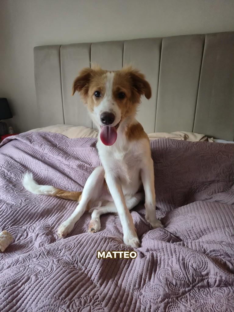 Matteo, cachorro de porte pequeno para adoção em Rio de Janeiro - RJ