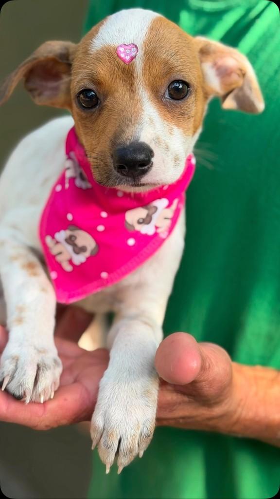Laura, cadela de porte pequeno para adoção em Rio de Janeiro - RJ