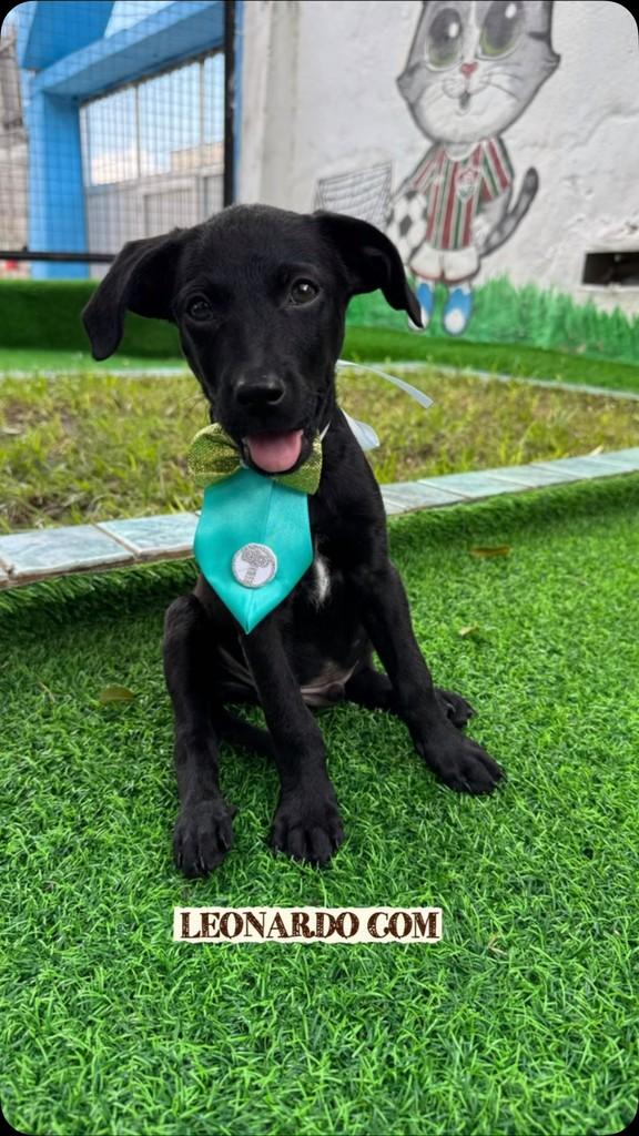 Leonardo, cachorro de porte pequeno para adoção em Rio de Janeiro - RJ