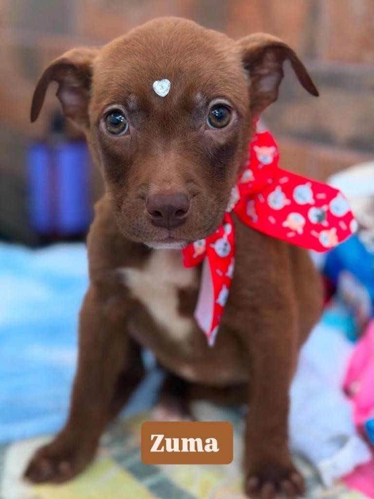 Zuma, cachorro de porte pequeno para adoção em Rio de Janeiro - RJ