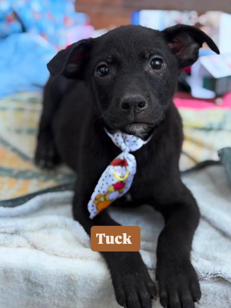 Tuck, cachorro de porte pequeno para adoção em Rio de Janeiro - RJ